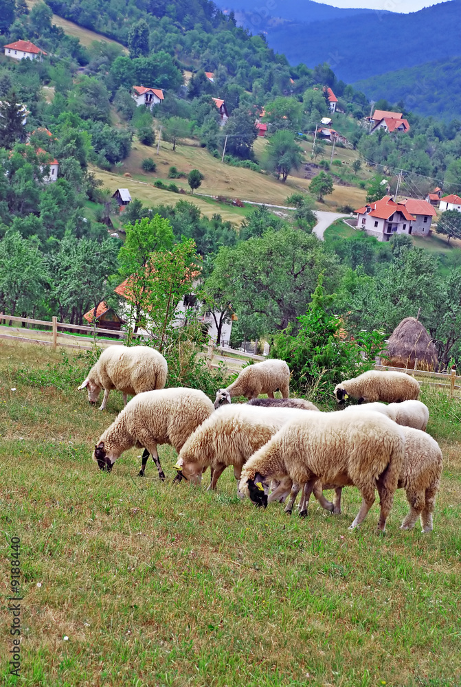 Fototapeta premium ships on meadow, rural scenic landscape