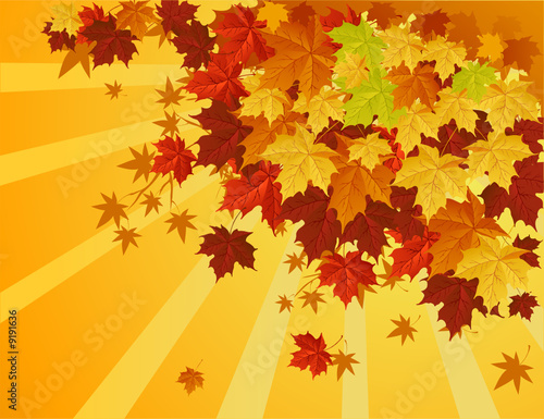 Maple tree