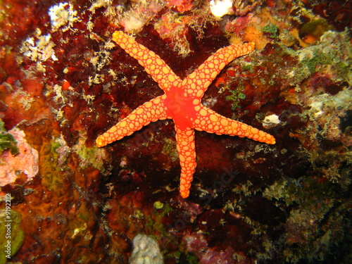Mauricio  Estrella de Mar