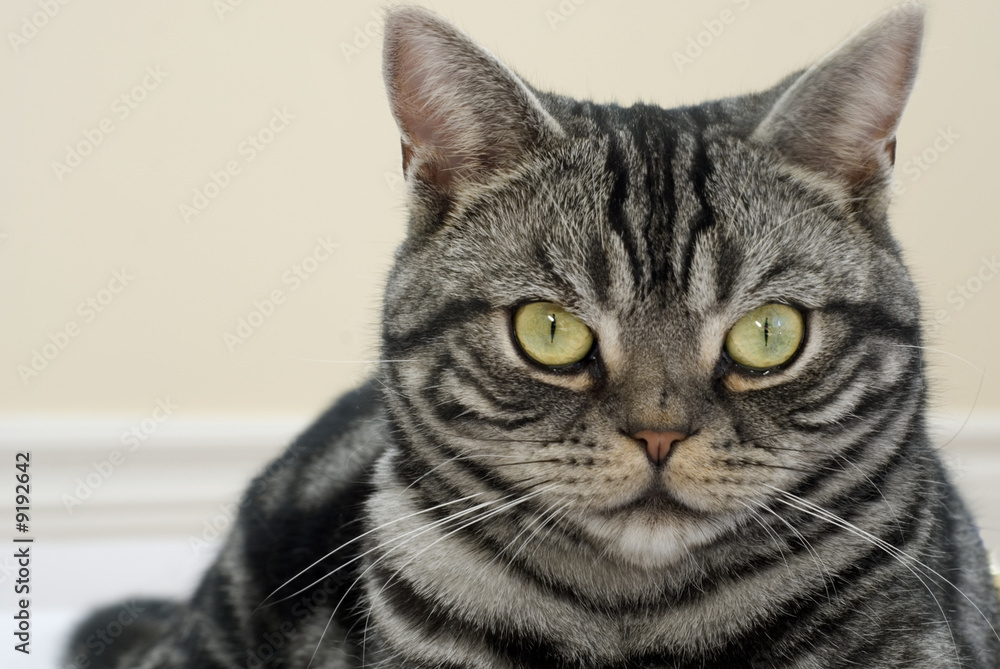 Grey tabby cat portrait
