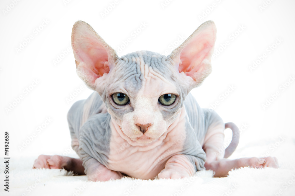 Funny sphinx cat looking tired