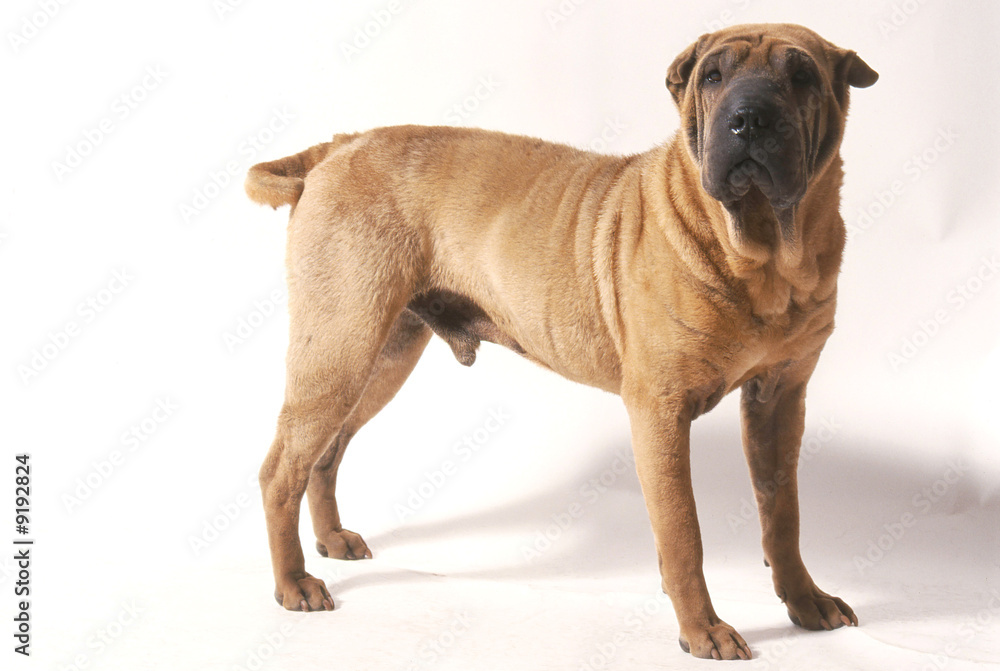 adulte sharpei en studio