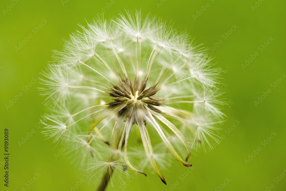 single white thistle on green background single white thistle on green background
