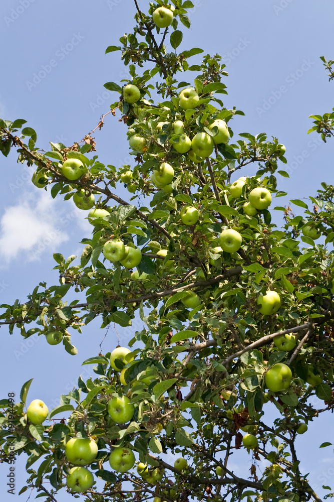 apples hanging on a tree against a clear blue sky