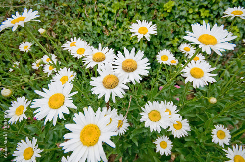 Daisies or Camomiles in grass field