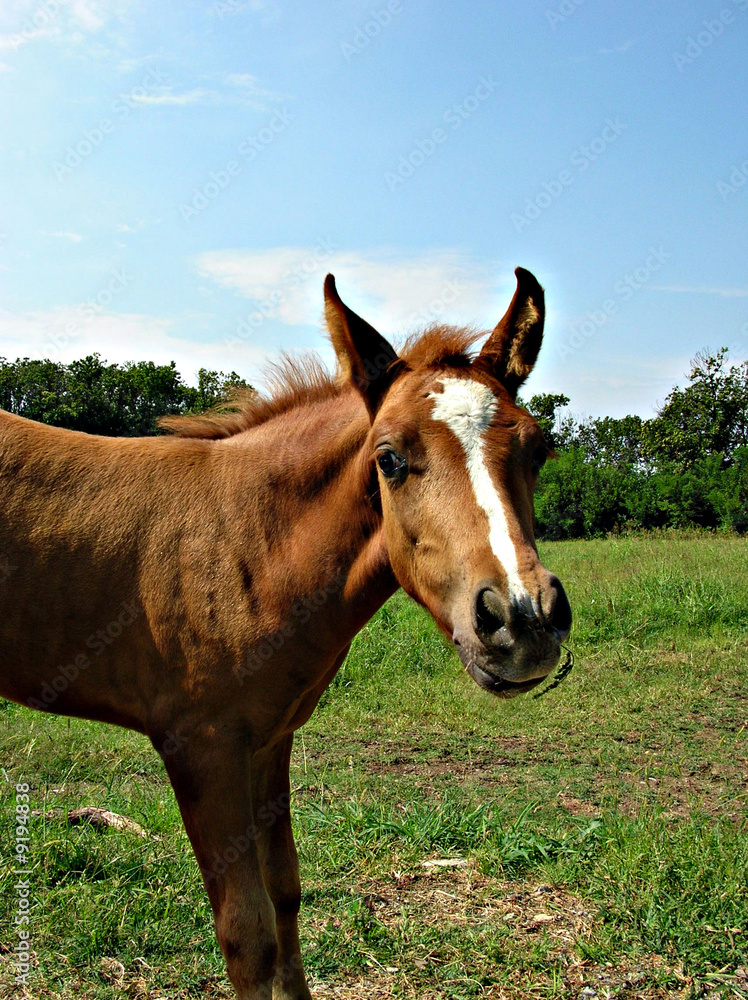 Obraz premium cavallo