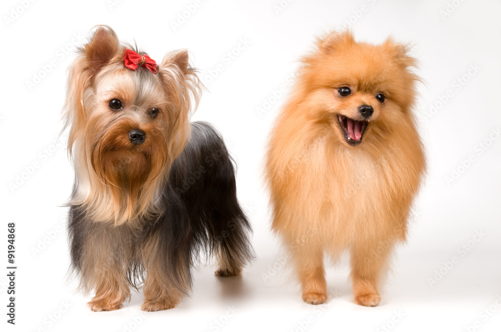 Spitz and terrier in studio Spitz and terrier in studio