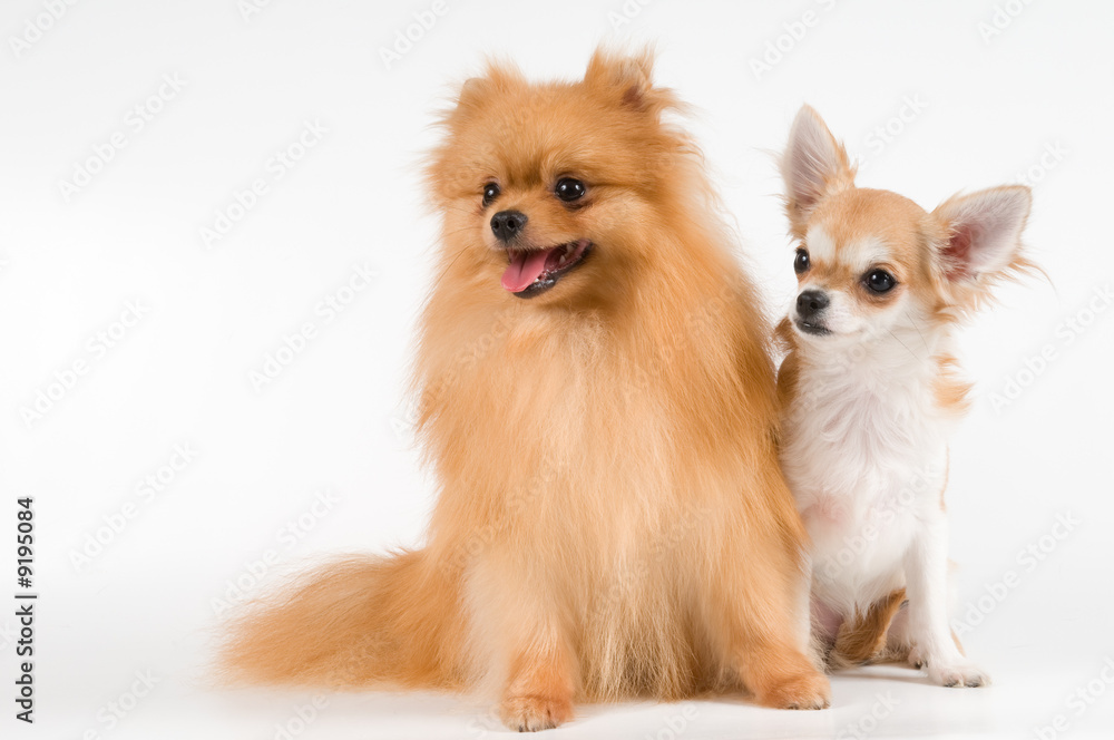 The puppy chihuahua and spitz-dog