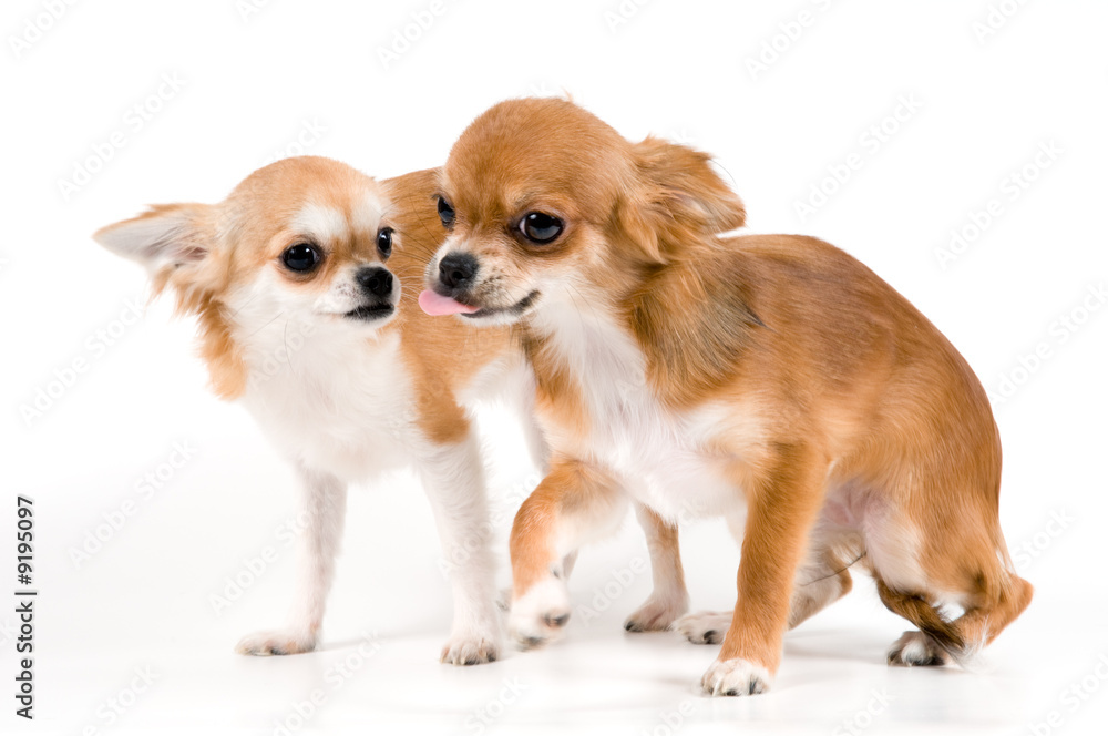 Two puppies chihuahua in studio