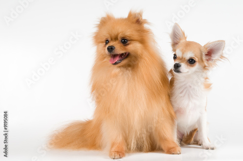 The puppy chihuahua and spitz-dog © Ulf