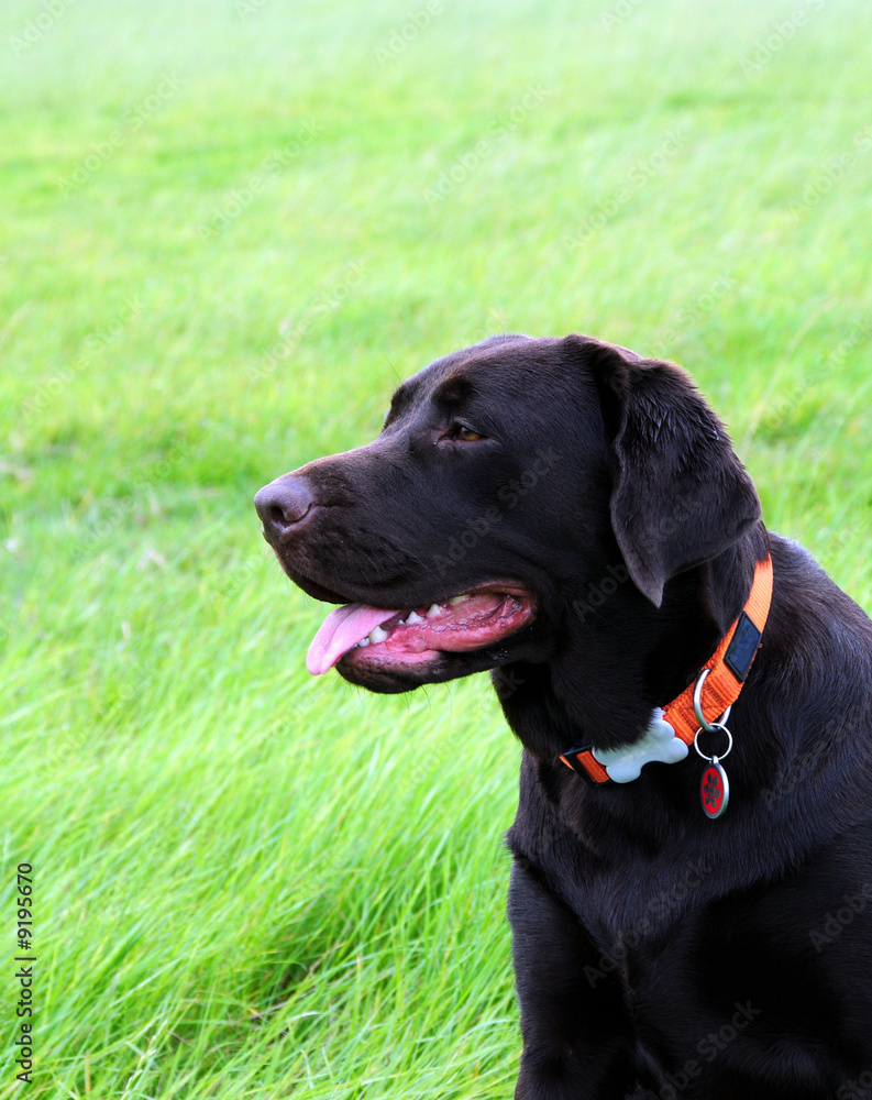 Beautiful labrador dog