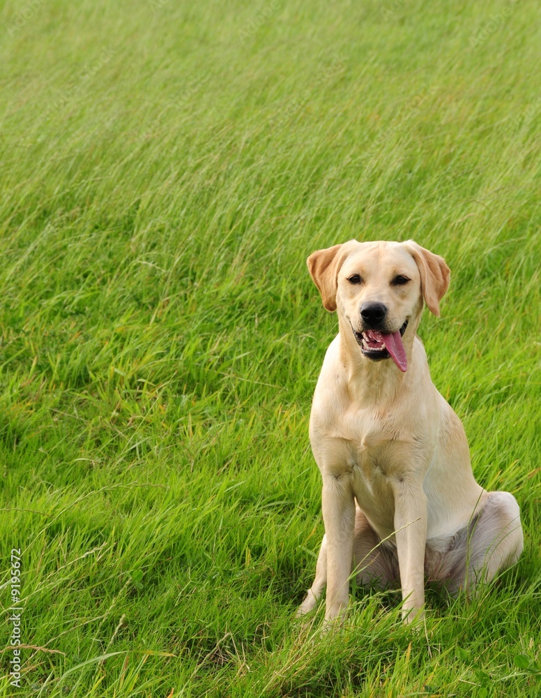 puppy labrador