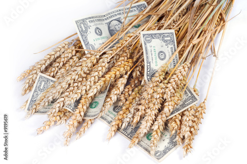 Rich crop: Ears of wheat with dollar banknotes on white