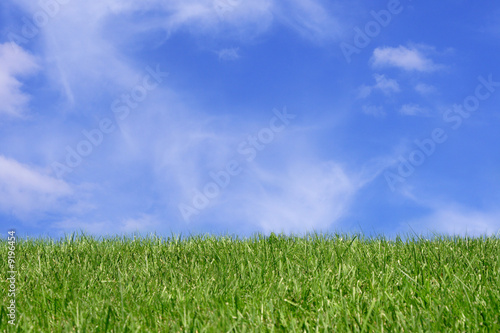green grass field over blue sky background
