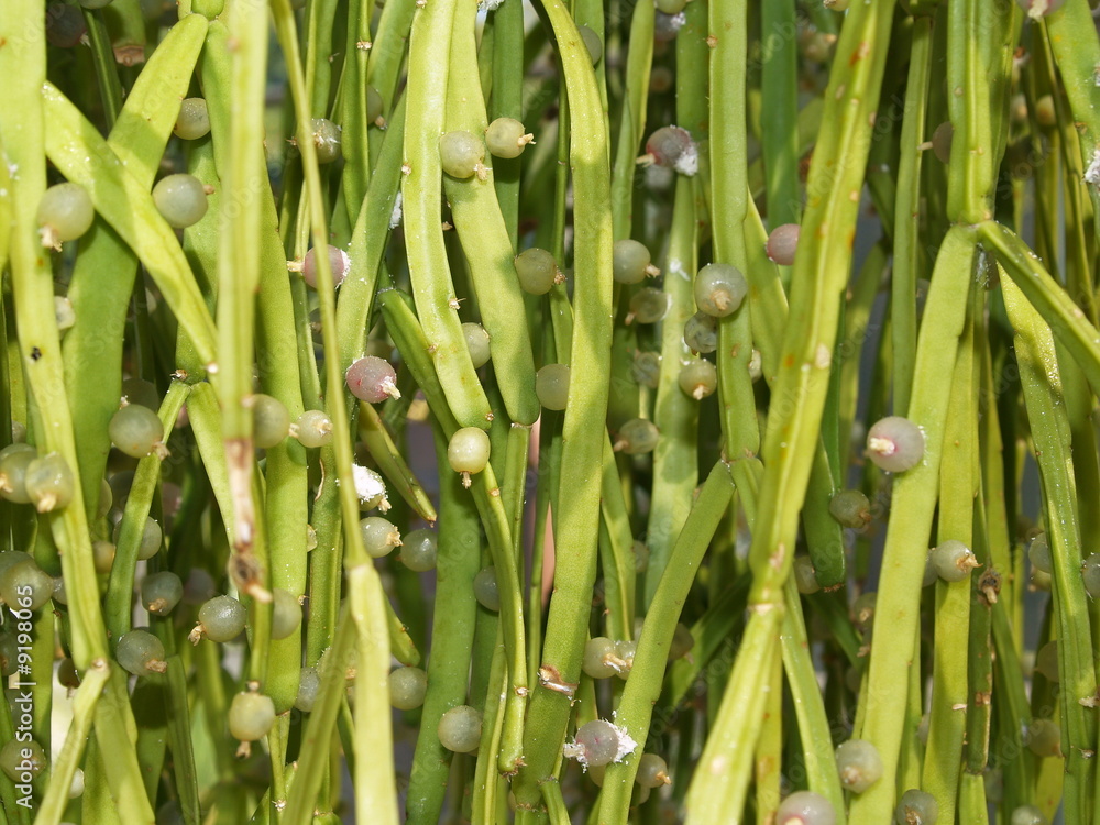 Fototapeta premium perles végétales