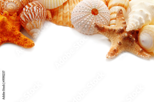 many different cockleshells close up