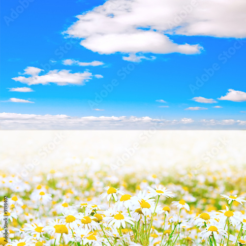 sea of daisies