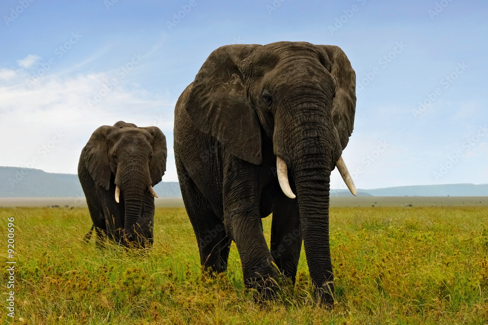Two adult african elefants walking in savannah