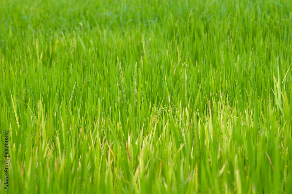 view of rice plants growing in a field view of rice plants growing in a field