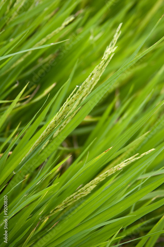 close-up of rice grains growing in a field