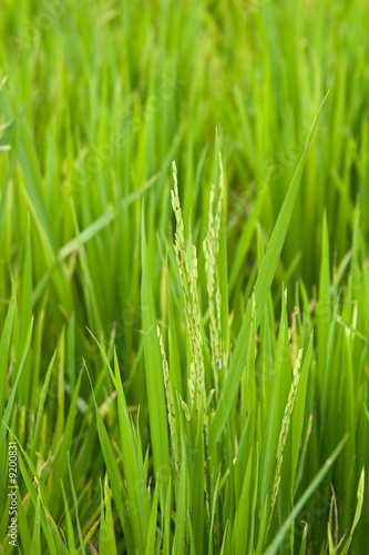 close-up of rice grains growing in a rice field