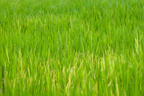 view of rice plants growing in a field