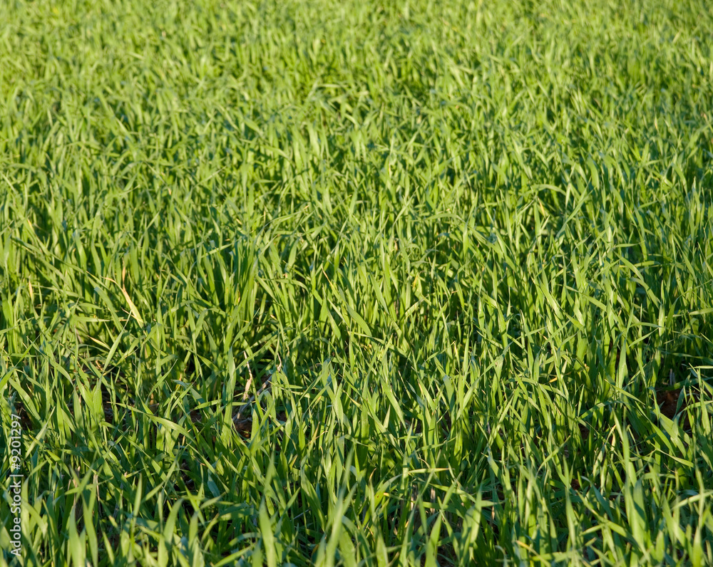 great background image of lush green grass great background image of lush green grass