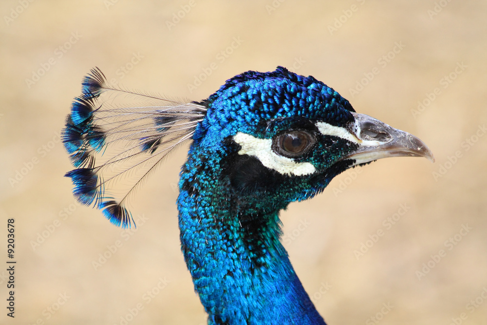 Close up of the peacock's head. Background. Close up of the peacock's head. Background.
