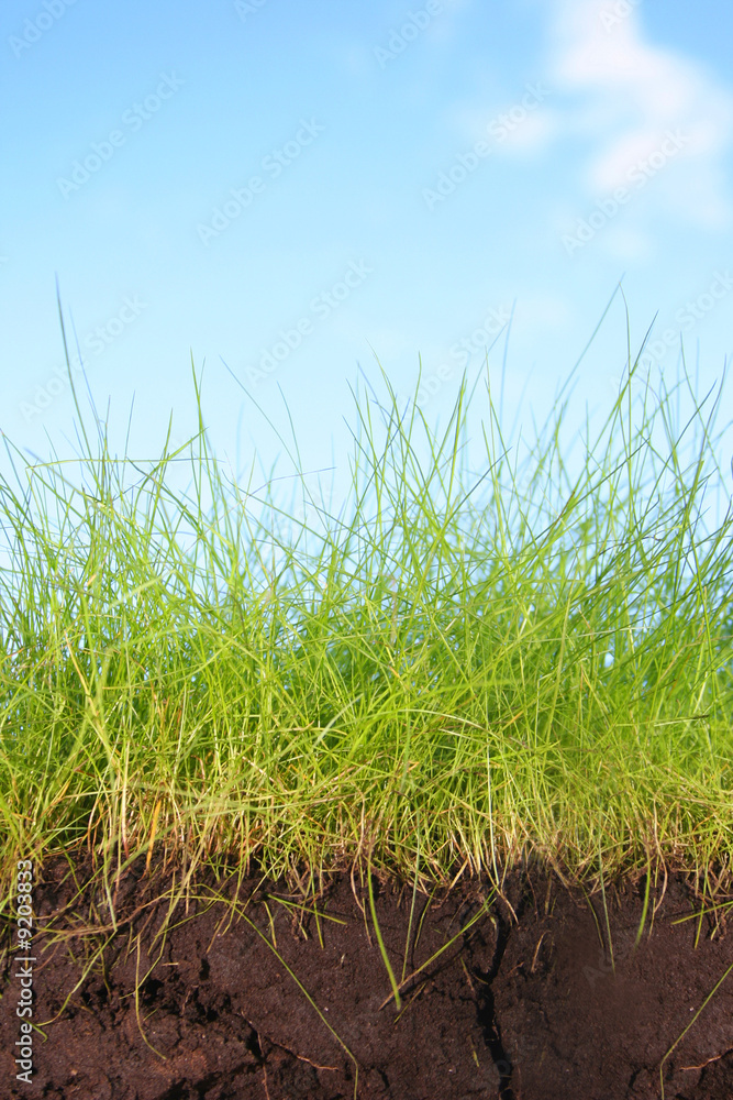 Obraz premium green grass