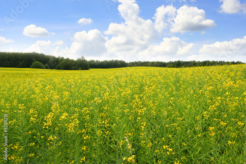 yellow rape meadow