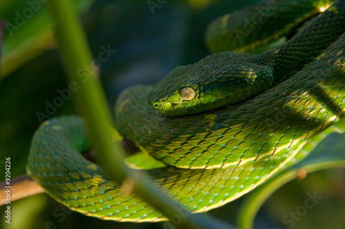 the poisonous green viper on a tree