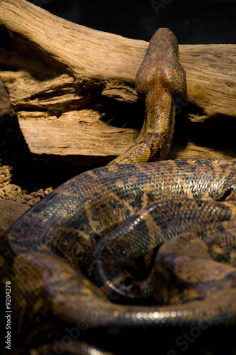 brown anaconda sleeping on a tree