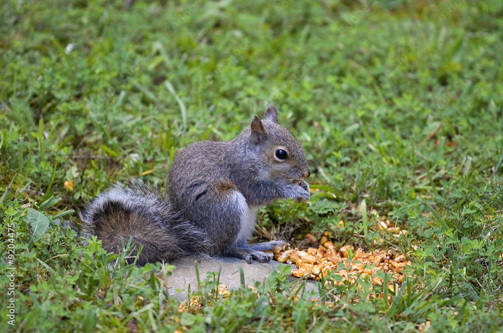 tree squirrel eating corn in summertime grass tree squirrel eating corn in summertime grass