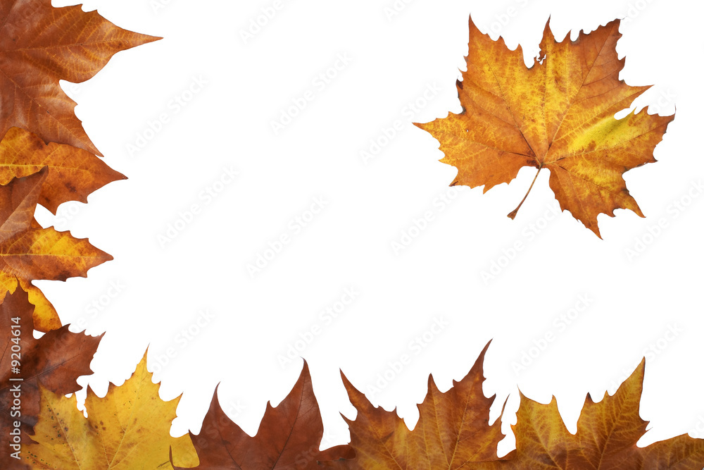 Autumn corner made from leaves, isolated on white background Autumn corner made from leaves, isolated on white background