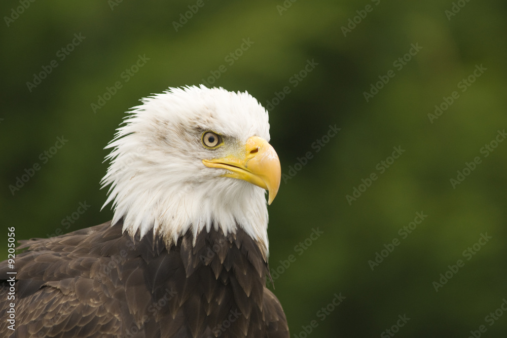 Aigle pecheur Aigle pecheur