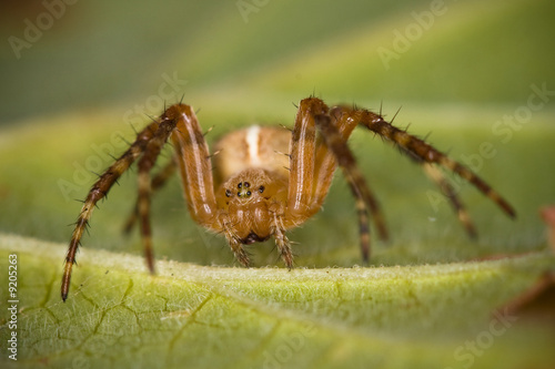 araignée jardin insecte pattes crochet poil venin piqûre peur ph