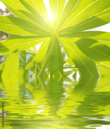 The green leaves reflected in water