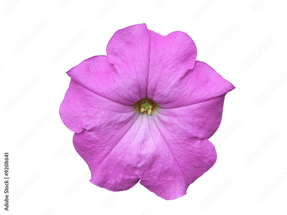 Pétunia