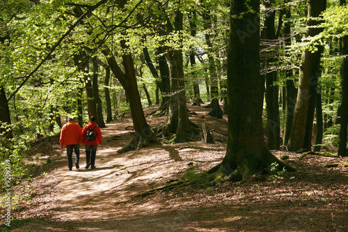 spaziergang im wald photo