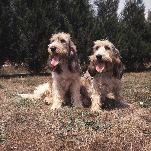 couple de grand basset griffon vendéen