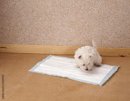 chiot westie sur tapis de propreté