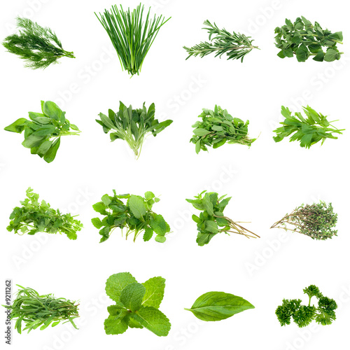 Collection of fresh herbs, isolated on white