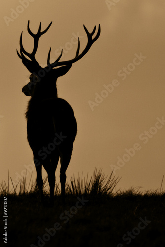 Red Deer  Cervus Elaphus  On Guard