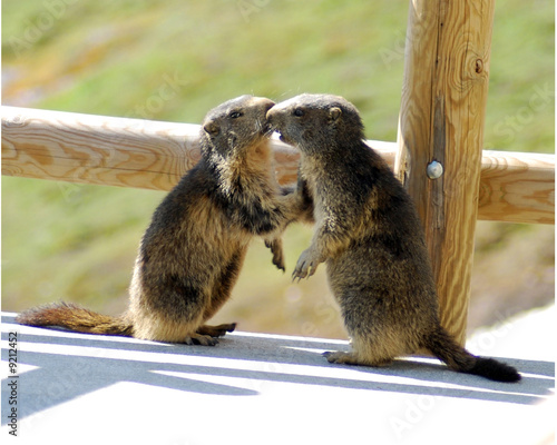 Deux jeunes marmottes sur une terrasse