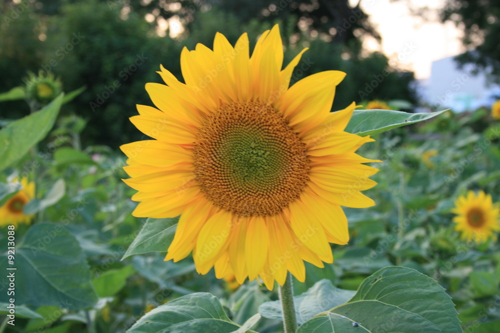 Sonnenblume Sonnenblume