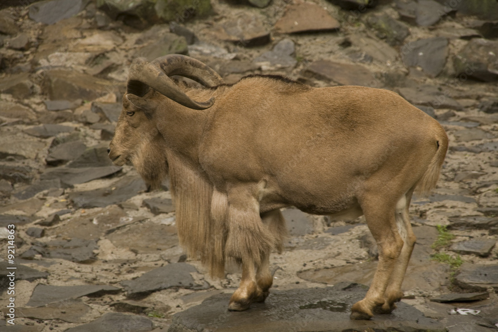 Fototapeta premium Chamois