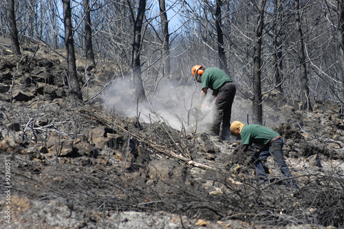 Bosque incendiado