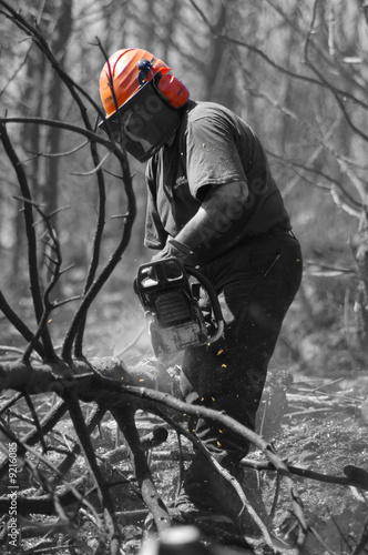 Bosque incendiado