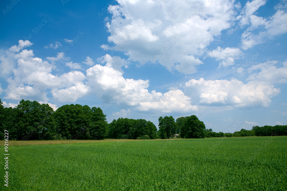 Summer landscape background texture Summer landscape background texture