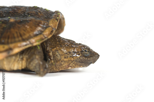 A baby snapping turtle on a white background